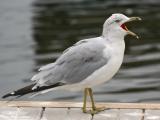 Ring-Billed Gull