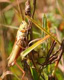 Spur-Throated Locust