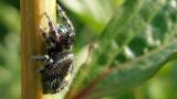 Jumping Spider (Salticidae)