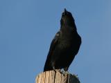American Crow (Corvus brachyrhynchos)
