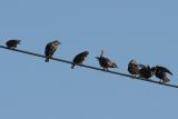 European Starlings (Sturnus vulgaris)