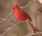 Male Cardinal