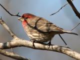 House Finch