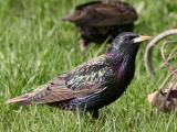 European Starling (Sturnus vulgaris)