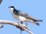 Tree Swallow (Tachycineta bicolor)