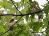 Cedar waxwing pair (Bombycilla cedrorum)