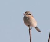 Northern Shrike