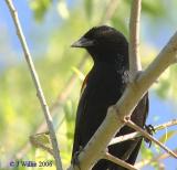 Red Wing Blackbird - male