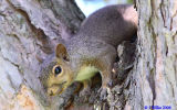 Grey Squirrel