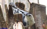 White-breasted Nuthatch (Sitta carolinensis)