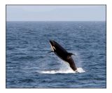 Breaching Killer Whale