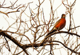 Robin at Price Lake.JPG