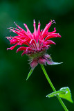 Bee Balm