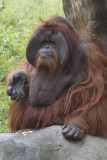 Chantek Orangutan Male.jpg