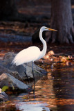 Great White Egret.jpg