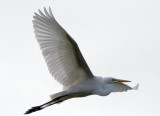 Flying-Great-White.jpg