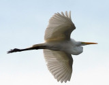 Great White Egret.jpg