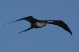 Frigate Bird.jpg