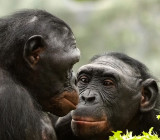 Bonobo Sisters Lucy and Lexi.jpg 