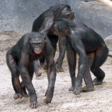 Bonobo Family.jpg