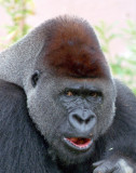 Gorilla Male.jpg
