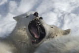 Arctic Wolf 7424.jpg