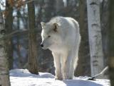 Arctic Wolf Toronto Zoo