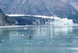 Margorie Glacier with Tufted Puffins