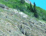 Bald Eagle at Yukon Border