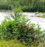 Jacob Berries Along River Bed
