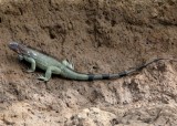 Large Iguana on Tacoles Riverbank
