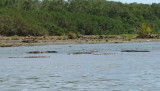 Crocodiles in Brackish Riverwater near Pacific Ocean