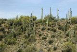 Saguaro Cactus Outside of Phoenix, AZ
