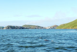Dolphins off the Coast of Topolobampo