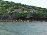 Bird Island in the Sea of Cortez