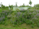 German Wildflowers