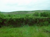 Vineyards on Romanian Side of the Road -- Other Side is Bulgaria