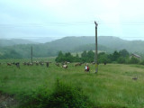 Moving Cows in Transylvania