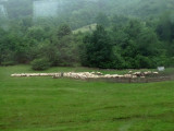 Sheepdog Moving Sheep in Transylvania