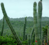 Yellow-shouldered Parrot on Cactus on Bonaire