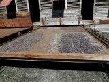 Cocoa Beans on Drying Trays