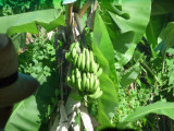 Bananas on Grenada