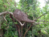 Termite Nest on St. John