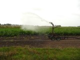 Irrigating Potatoes