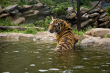 Bathing Beauty