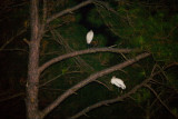 White birds roosting overnight in the tall pines