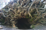 Your roots are showing
