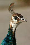 Female peacock close up