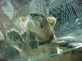 MGM lion on glass