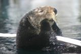 Rosa the sea otter